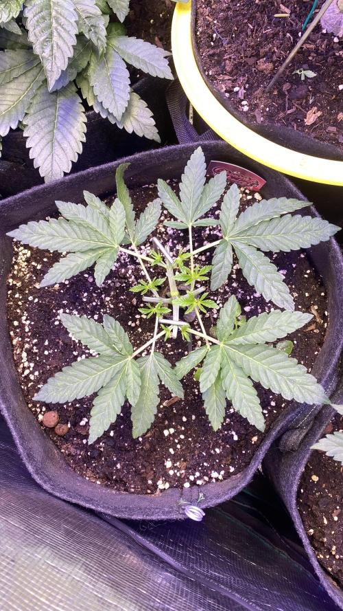 Sticky Wasabi Triploid  Growers Choice. Week 4 - 15/3/2026