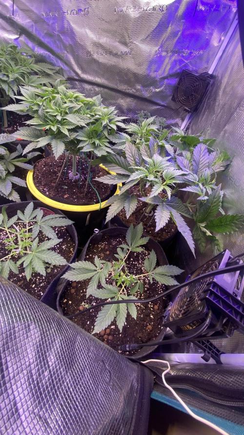 Papaya Frosting - Barneys Farm. Week 4 - 15/3/2026