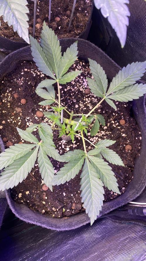 Papaya Frosting - Barneys Farm. Week 4 - 15/3/2026