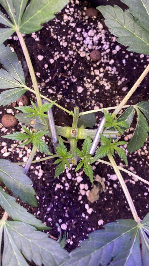 Papaya Frosting - Barneys Farm. Week 4 - 15/3/2026