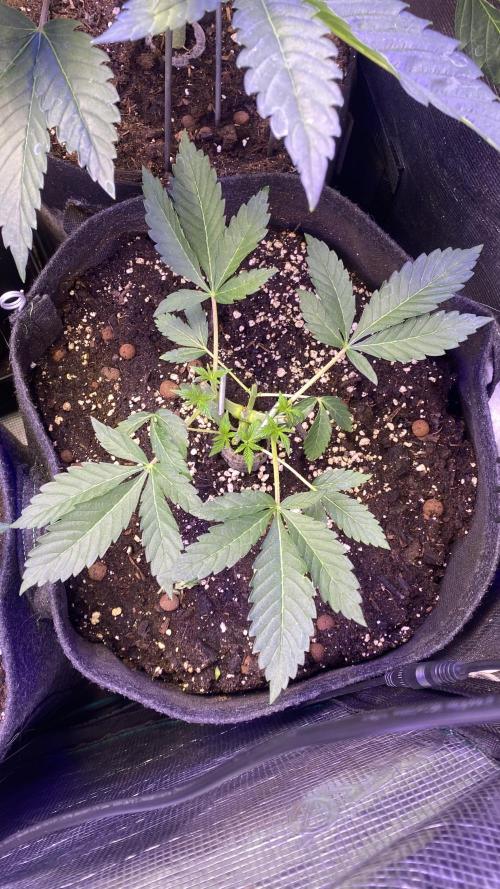 Papaya Frosting - Barneys Farm. Week 4 - 15/3/2026