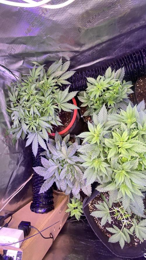 Mazar Kush - World Of Seeds. Week 5 - 15/3/2026