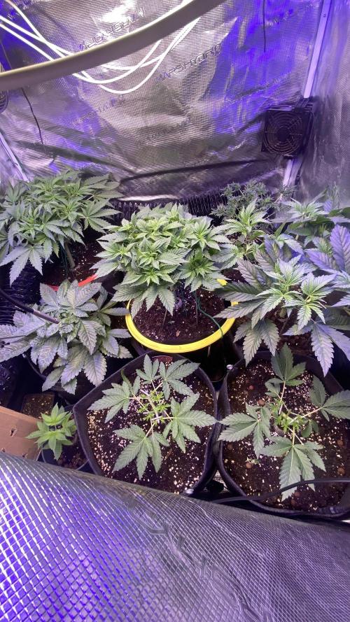 Mazar Kush - World Of Seeds. Week 5 - 15/3/2026