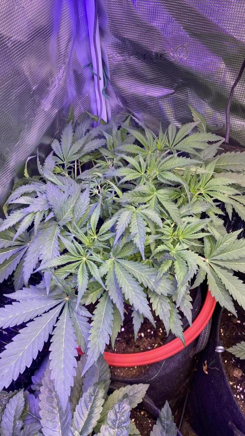 Mazar Kush - World Of Seeds. Week 5 - 15/3/2026