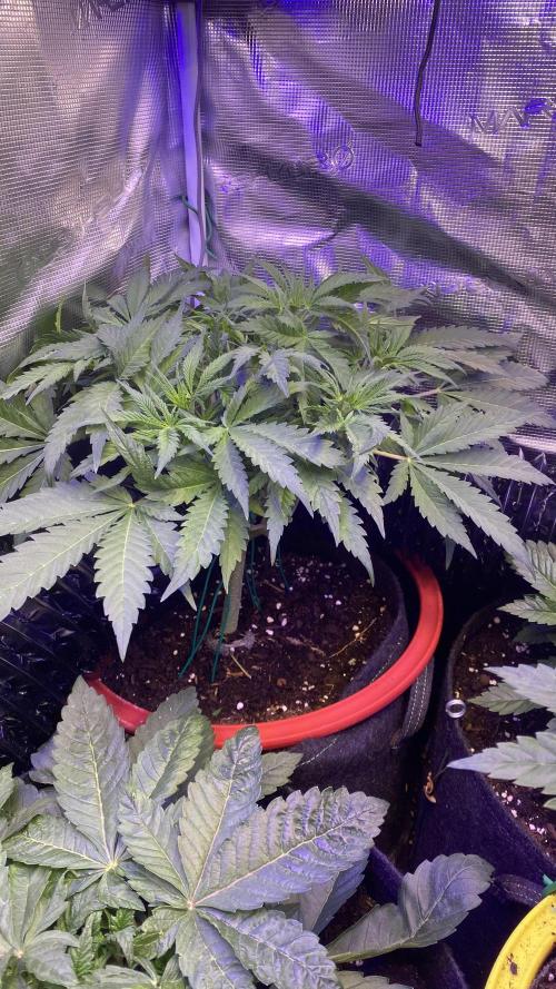 Mazar Kush - World Of Seeds. Week 5 - 15/3/3026