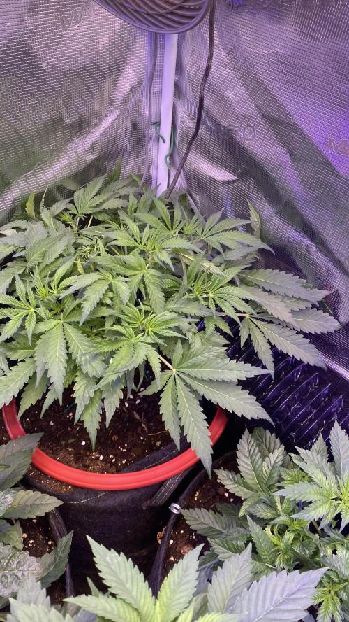 Mazar Kush - World Of Seeds. Week 5 - 15/3/2026