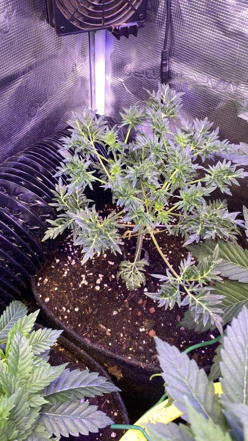 Mentha De Croco - TerpyZ. Mutant. Week 5 - 15/3/2026