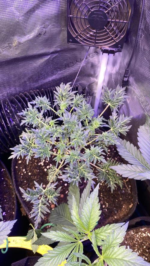 Mentha De Croco - TerpyZ. Mutant. Week 5 - 15/3/2026
