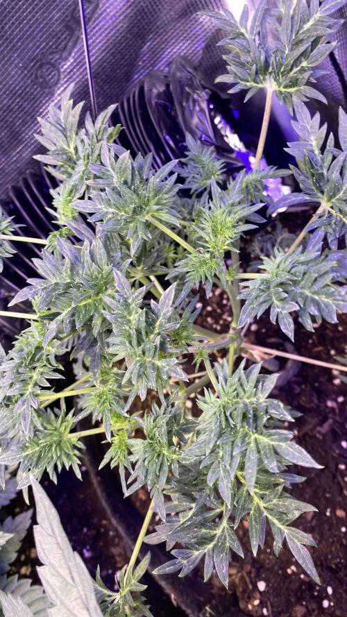 Mentha De Croco - TerpyZ. Mutant. Week 5 - 15/3/2026