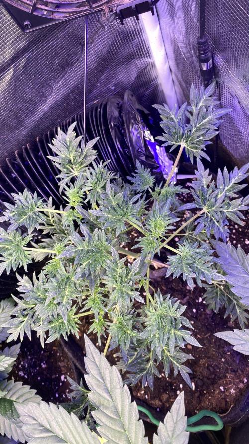 Mentha De Croco - TerpyZ. Mutant. Week 5 - 15/3/2026