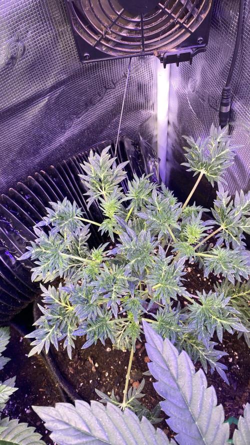 Mentha De Croco - TerpyZ. Mutant. Week 5 - 15/3/2026