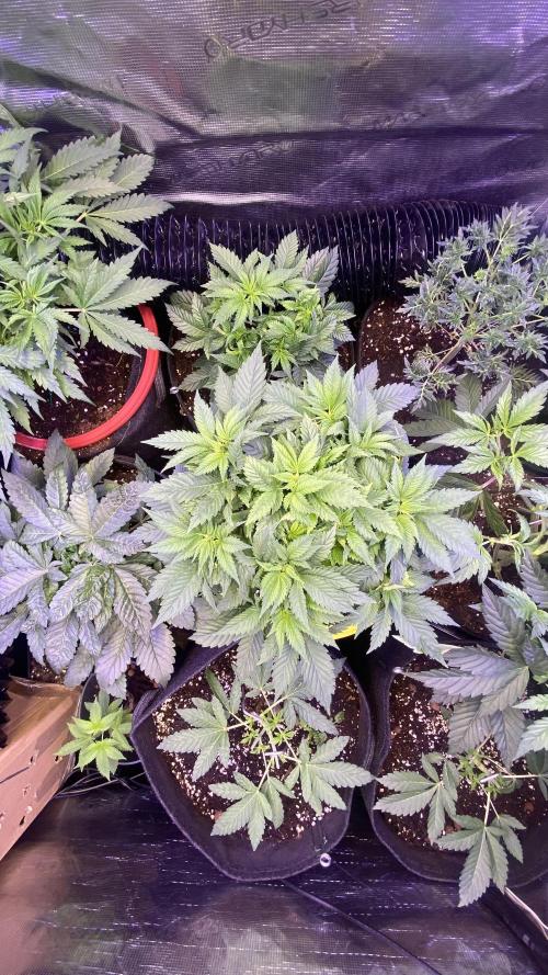 Mentha De Croco - TerpyZ. Mutant. Week 5 - 15/3/2026
