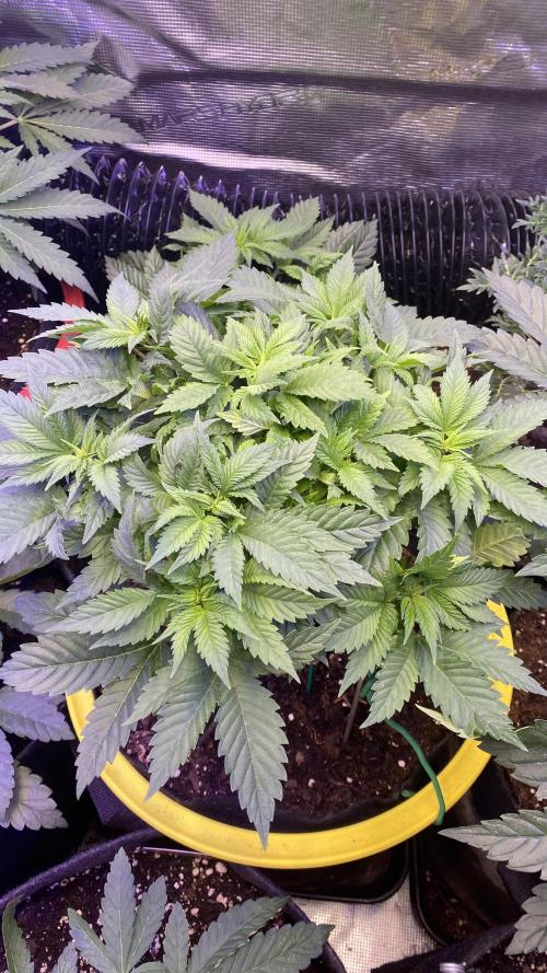 Grandpa Zombie Genetics Fem - Izi Farms. Week 5 - 15/3/2026