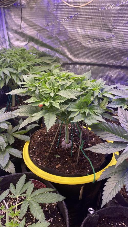 Grandpa Zombie Genetics Fem - Izi Farms. Week 5 - 15/3/2026