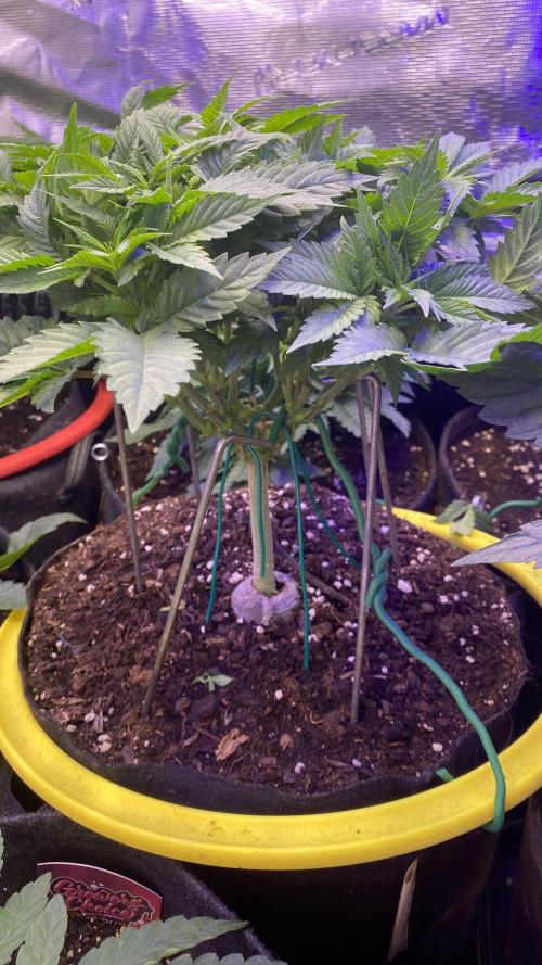 Grandpa Zombie Genetics Fem - Izi Farms. Week 5 - 15/3/2026