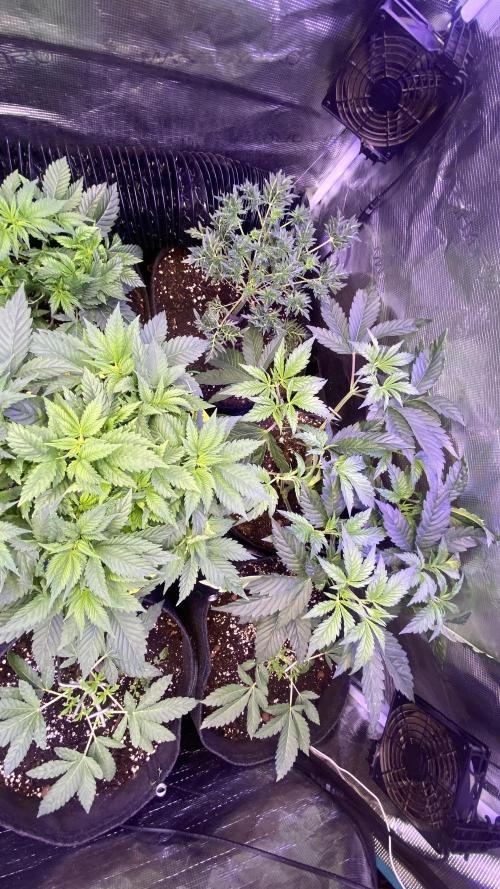 Eternity Growcup 2026 - Sticky Broccoli. Week 5 - 15/3/2026