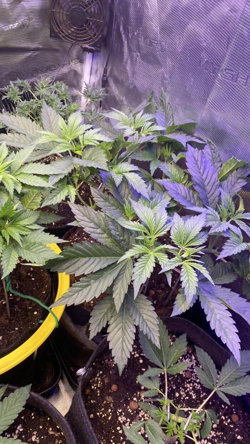 Eternity Growcup 2026 - Sticky Broccoli. Week 5 - 15/3/2026