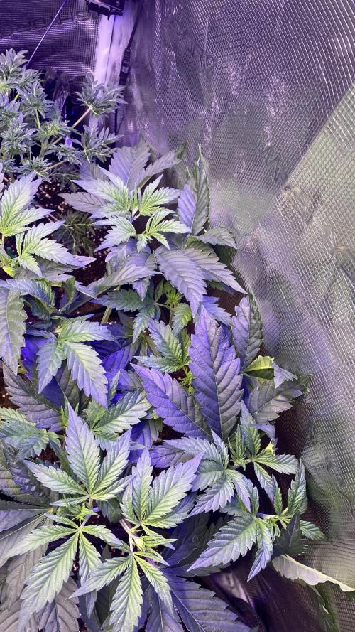Eternity Growcup 2026 - Sticky Broccoli. Week 5 - 15/3/2026