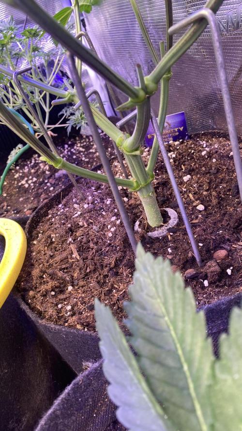 Eternity Growcup 2026 - Sticky Broccoli. Week 5 - 15/3/2026