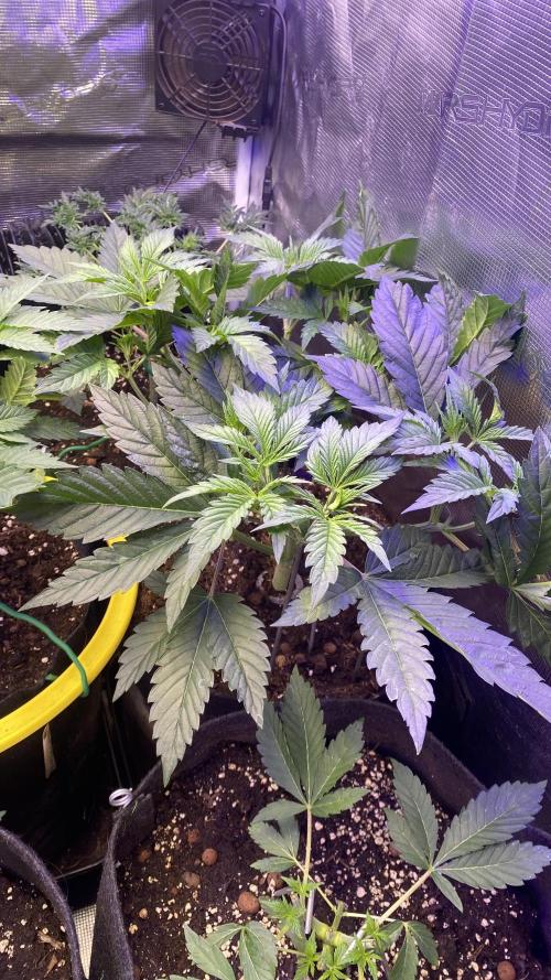 Eternity Growcup 2026 - Sticky Broccoli. Week 5 - 15/3/2026