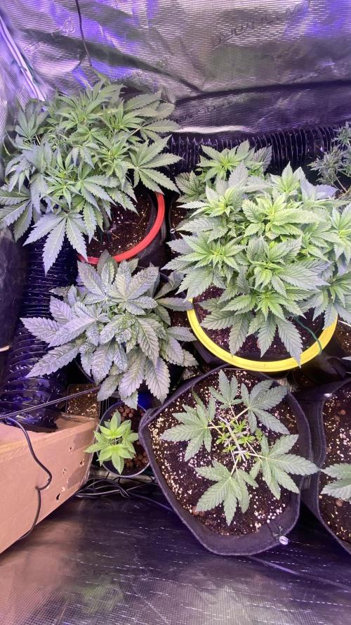 Zamnesia - Hindu Kush - Landrace - Fem. Week 4 - 15/3/2026