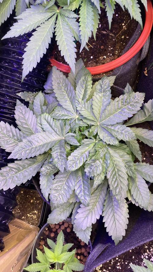 Zamnesia - Hindu Kush - Landrace - Fem. Week 4 - 15/3/2026