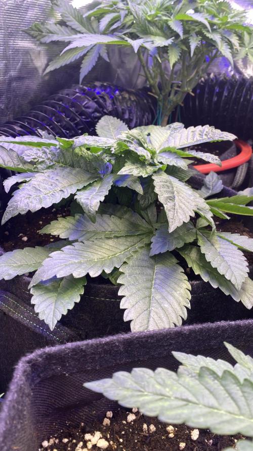Zamnesia - Hindu Kush - Landrace - Fem. Week 4 - 15/3/2026