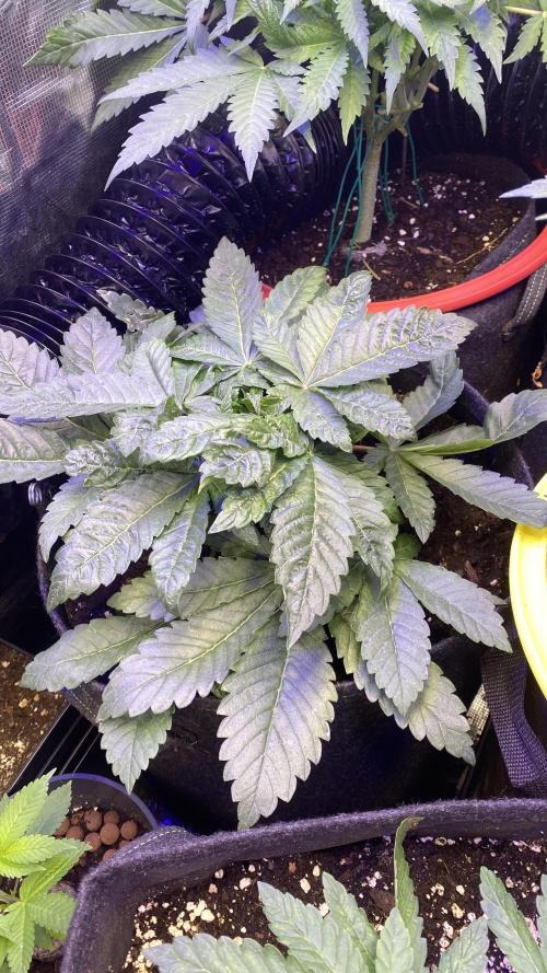Zamnesia - Hindu Kush - Landrace - Fem. Week 4 - 15/3/2026