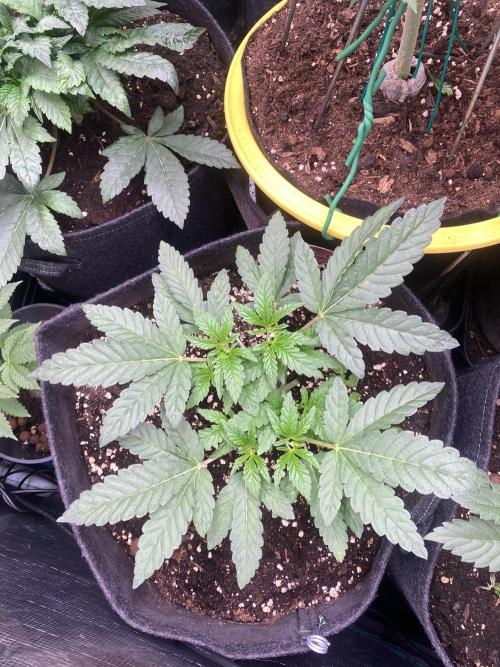 Sticky Wasabi Triploid  Growers Choice. Week 5 - 18/3/2026