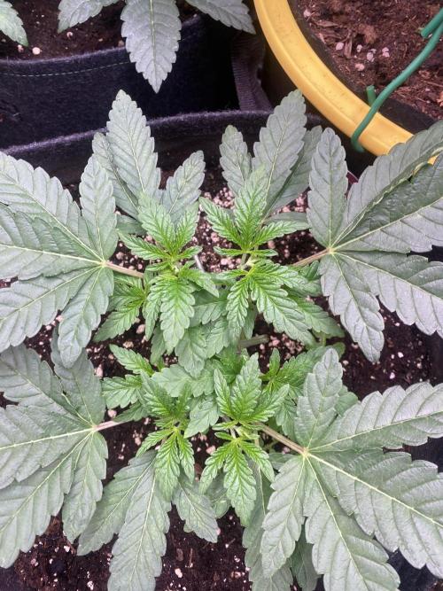 Sticky Wasabi Triploid  Growers Choice. Week 5 - 18/3/2026