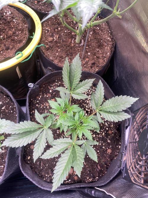 Papaya Frosting - Barneys Farm. Week 5 - 18/3/2026