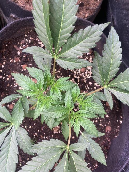 Papaya Frosting - Barneys Farm. Week 5 - 18/3/2026