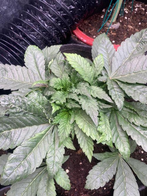 Zamnesia - Hindu Kush - Landrace - Fem. Week 5 - 18/3/2026