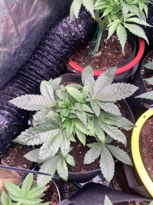 Zamnesia - Hindu Kush - Landrace - Fem. Week 5 - 18/3/2026