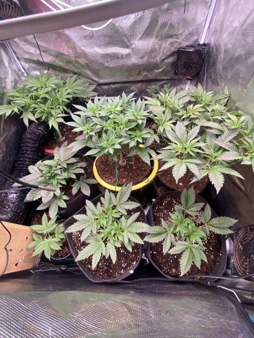 Zamnesia - Hindu Kush - Landrace - Fem. Week 5 - 18/3/2026
