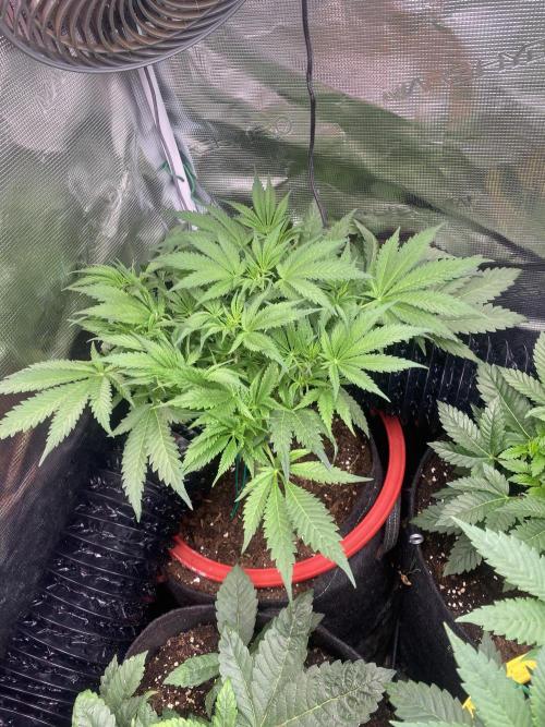 Mazar Kush - World Of Seeds. Week 6 - 18/3/2026