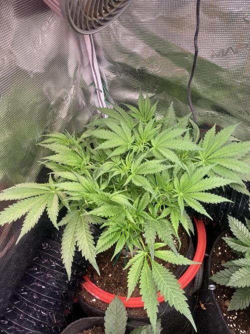 Mazar Kush - World Of Seeds. Week 6 - 18/3/2026