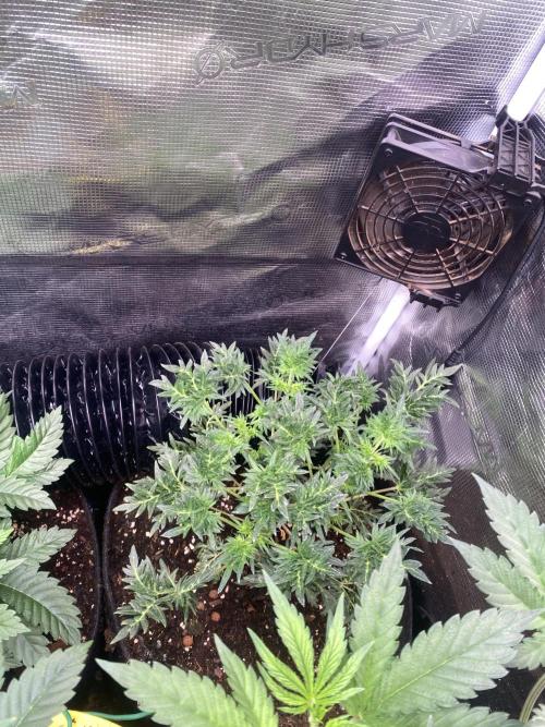 Mentha De Croco - TerpyZ. Mutant. Week 6 - 18/3/3026