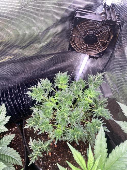 Mentha De Croco - TerpyZ. Mutant. Week 6 - 18/3/2026
