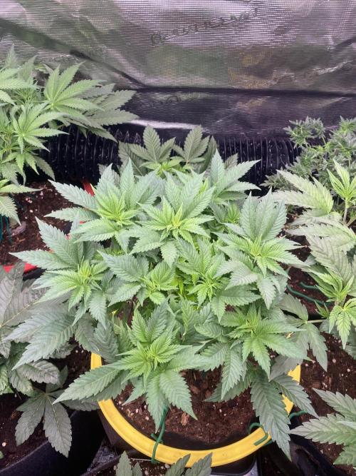 Grandpa Zombie Genetics Fem - Izi Farms. Week 6 - 18/3/2026