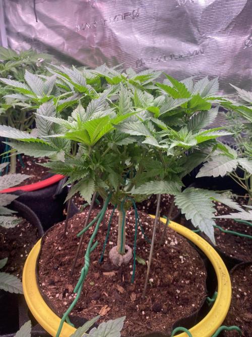 Grandpa Zombie Genetics Fem - Izi Farms. Week 6 - 18/3/2026