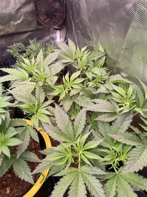 Eternity Growcup 2026 - Sticky Broccoli. Week 6 - 18/3/2026