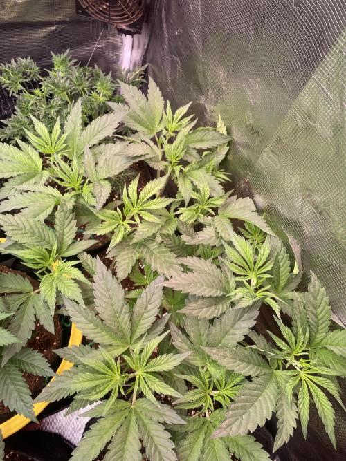 Eternity Growcup 2026 - Sticky Broccoli. Week 6 - 18/3/2026