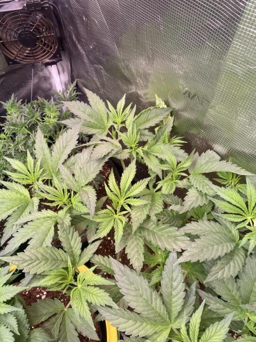 Eternity Growcup 2026 - Sticky Broccoli. Week 6 - 18/3/2026