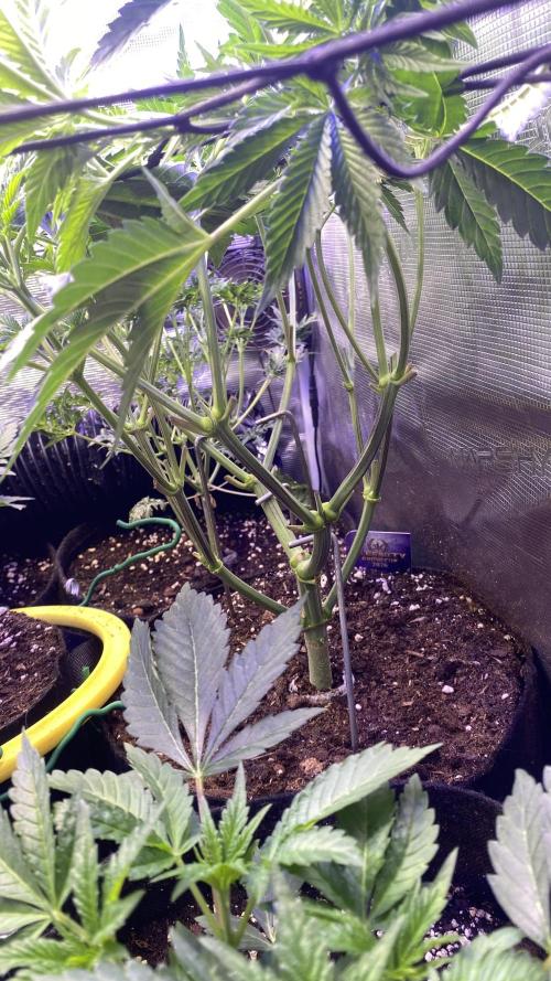 Eternity Growcup 2026 - Sticky Broccoli. Week 6 - 21/3/2026