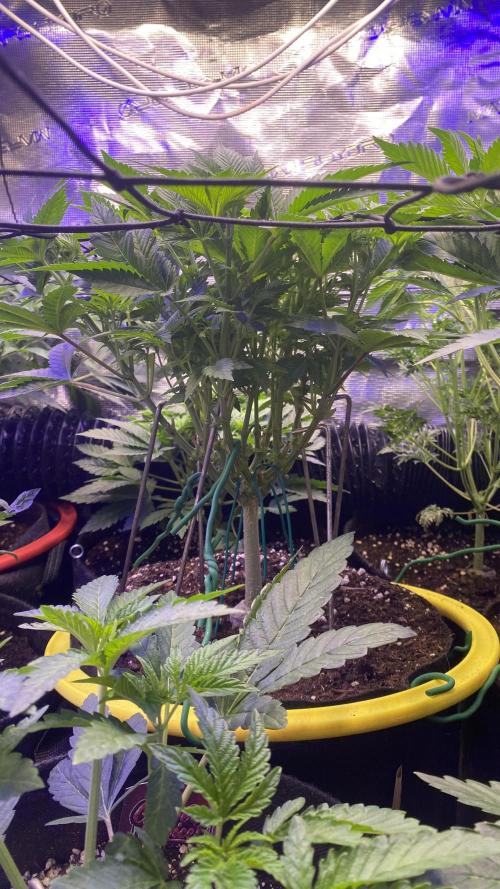 Grandpa Zombie Genetics Fem - Izi Farms. Week 6 - 21/3/2026
