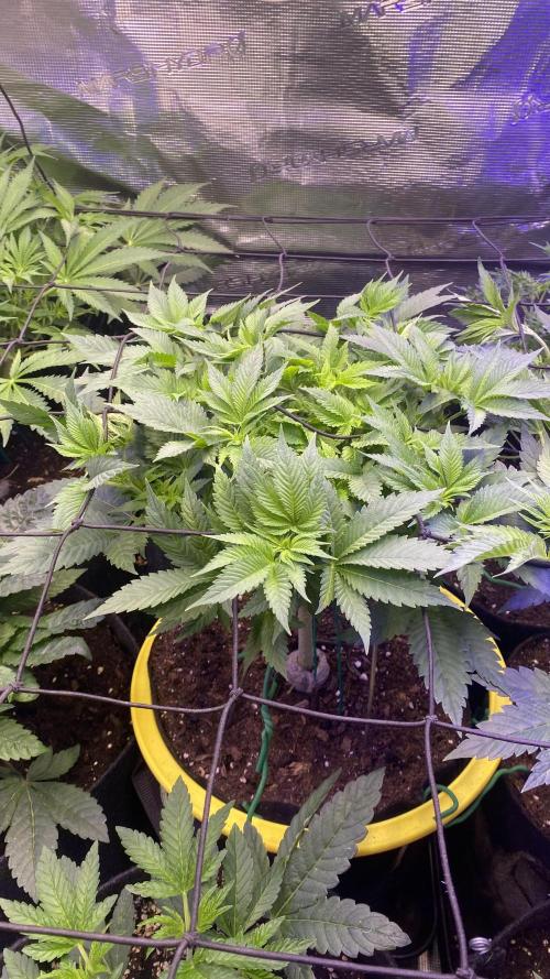 Grandpa Zombie Genetics Fem - Izi Farms. Week 6 - 21/3/2026