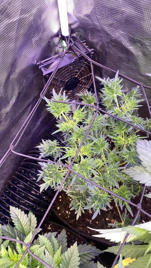 Mentha De Croco - TerpyZ. Mutant. Week 6 - 21/3/2026
