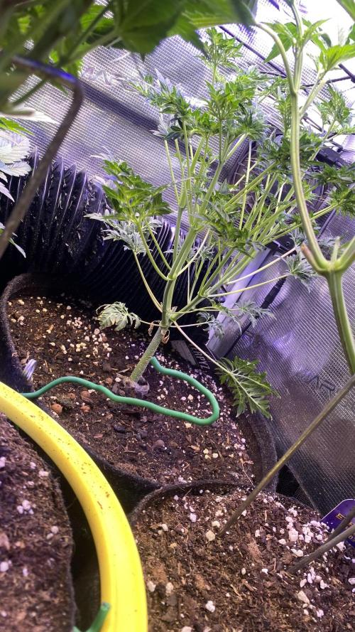 Mentha De Croco - TerpyZ. Mutant. Week 6 - 21/3/2026