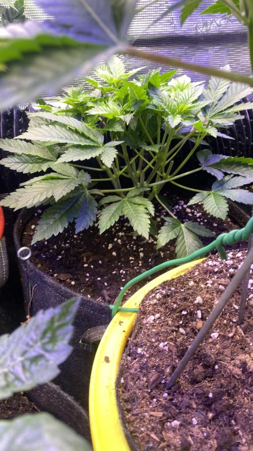 Tom Hills - Deep Chunk - reg photo. Week 6 - 21/3/2026